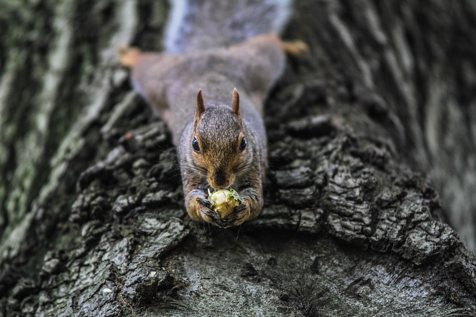 Don’t Hire Squirrels To Be Your Top Dogs